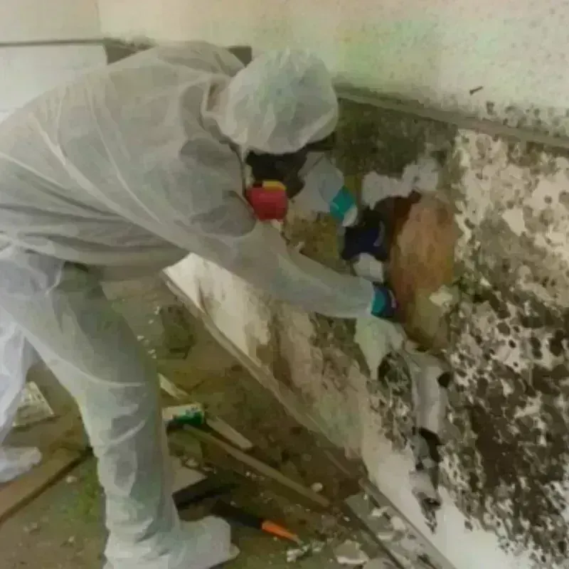 Mold Remediation and Removal in Mellette County, SD